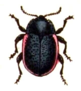 Image of Chrysolina sanguinolenta