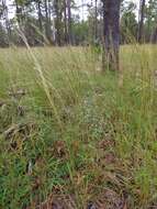 Imagem de Schizachyrium stoloniferum Nash