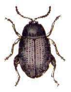 Image of Cabbage-stem flea beetle