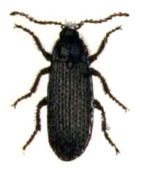 Image of Melanotus punctolineatus
