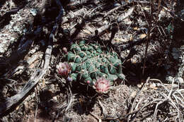 Image of Gymnocalycium schickendantzii (F. A. C. Weber) Britton & Rose