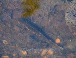 Image of Bosca's Newt