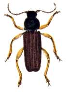 Image of Black Spruce Borer