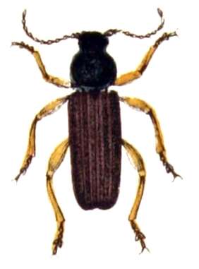 Imagem de Asemum striatum (Linné 1758)