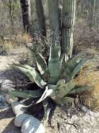 Image of Agave marmorata Roezl