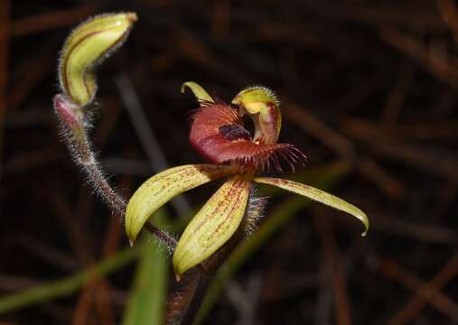 Image of Dancing spider orchid