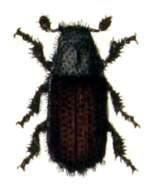 Image of Common pine shoot beetle