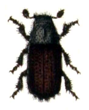 Image of Common pine shoot beetle