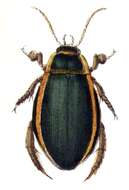 Image of Cybister (Cybister) lateralimarginalis (De Geer 1774)