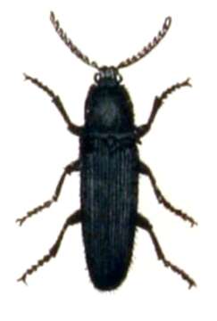 Image of Hemicrepidius niger