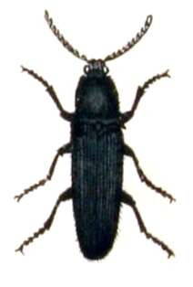 Image of Hemicrepidius niger