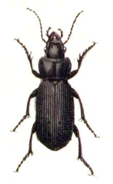 Plancia ëd Pterostichus (Petrophilus) melanarius (Illiger 1798)