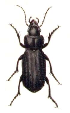 Image of Carabidae