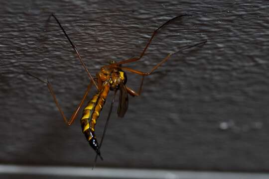 Sivun Ctenophora (Ctenophora) pectinicornis (Linnaeus 1758) kuva