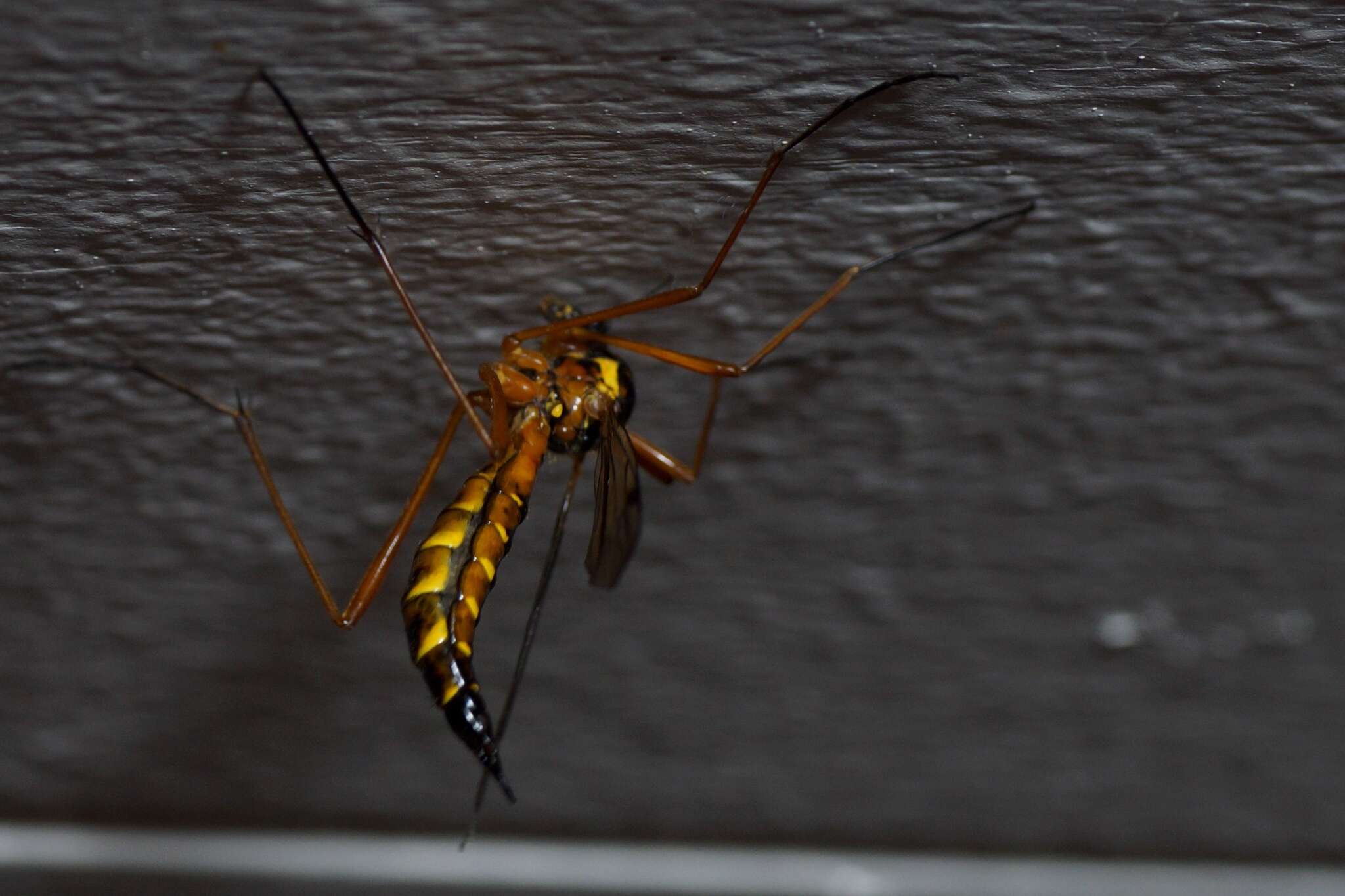 Image of Ctenophora (Ctenophora) pectinicornis (Linnaeus 1758)