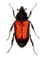 Image of Wheat grain beetle