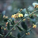 Image of Daviesia buxifolia Benth.