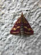 Image de Pyrausta ostrinalis Hübner 1796