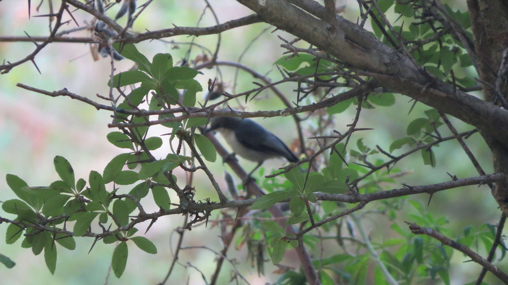 Image of Transvolcanic Jay