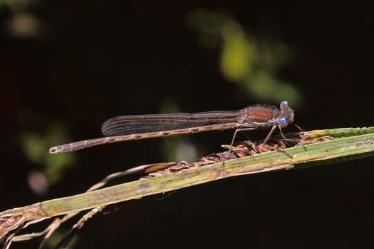 Image of Common Winter Damsel