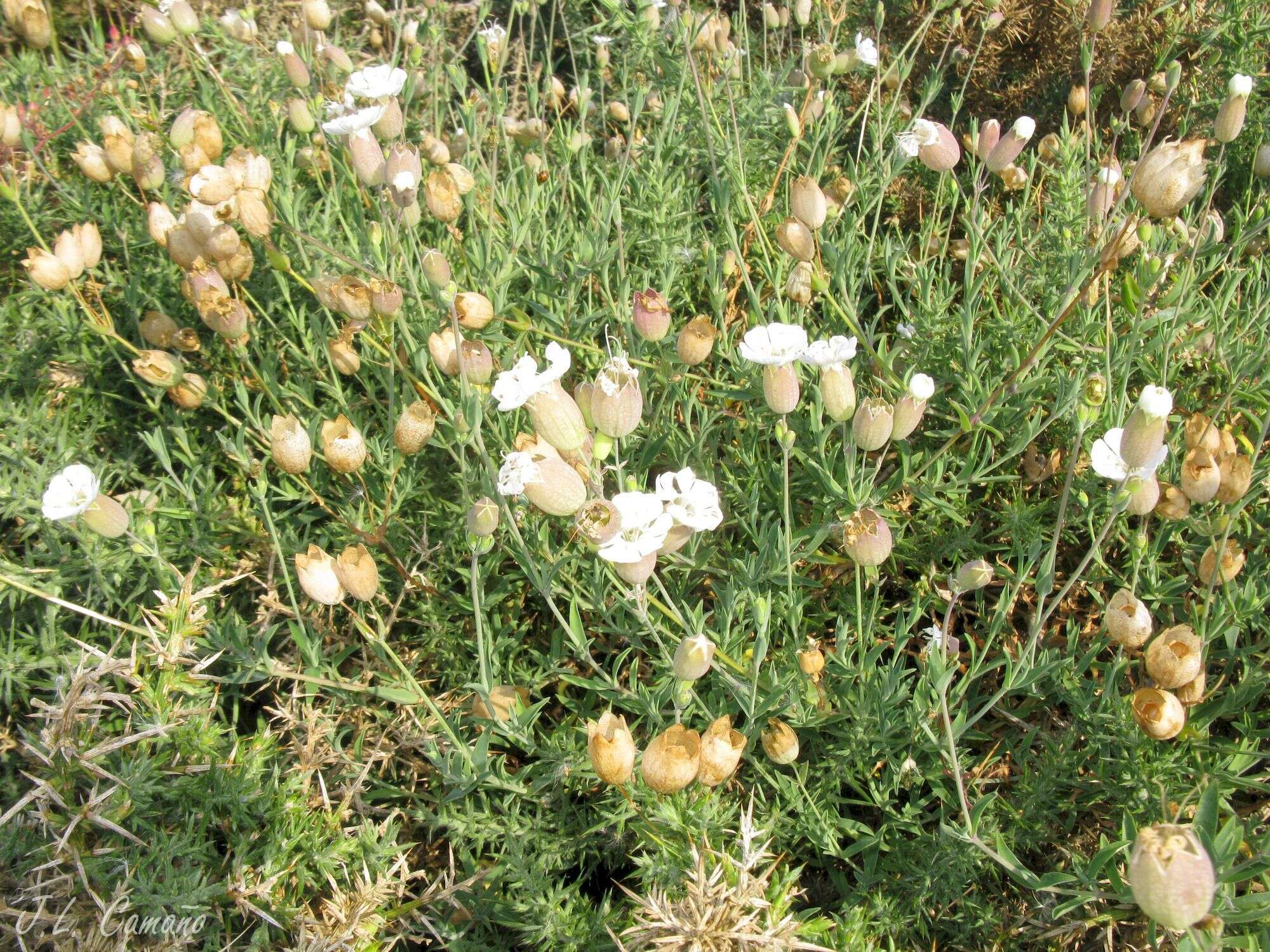 Image of Silene uniflora subsp. uniflora