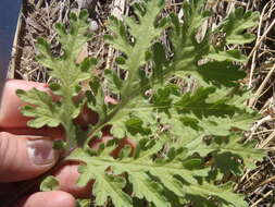 Image de Hedosyne ambrosiifolia (A. Gray) Strother