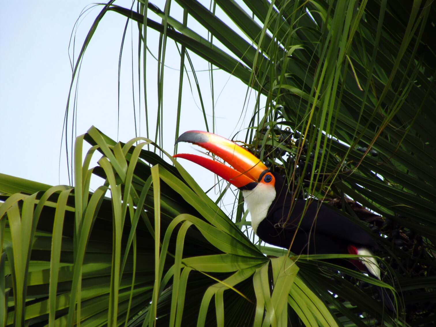 Image of Toco Toucan