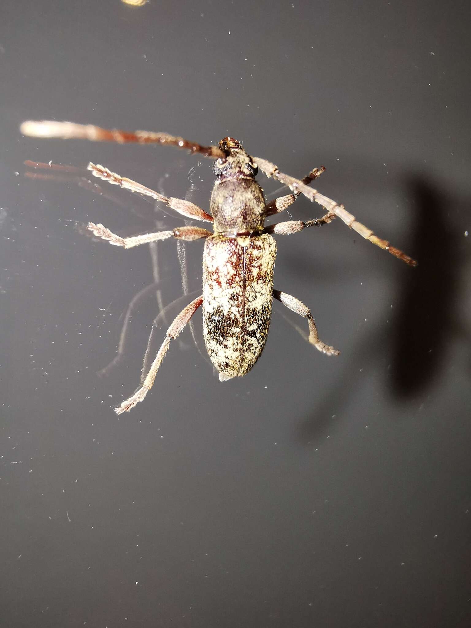 Plancia ëd Anelaphus yucatecus Chemsak & Noguera 2003