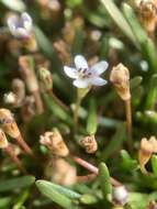 Sivun Limosella longiflora Kuntze kuva