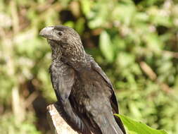 Imagem de Crotophaga Linnaeus 1758