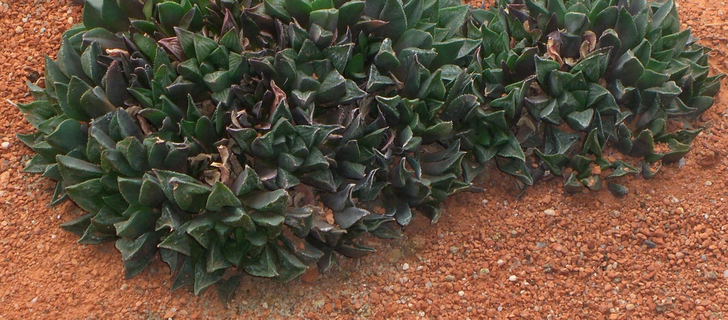 Слика од Haworthia magnifica Poelln.