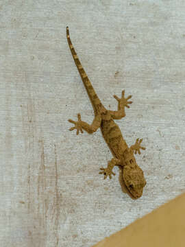 Image of Gray's Chinese Gecko