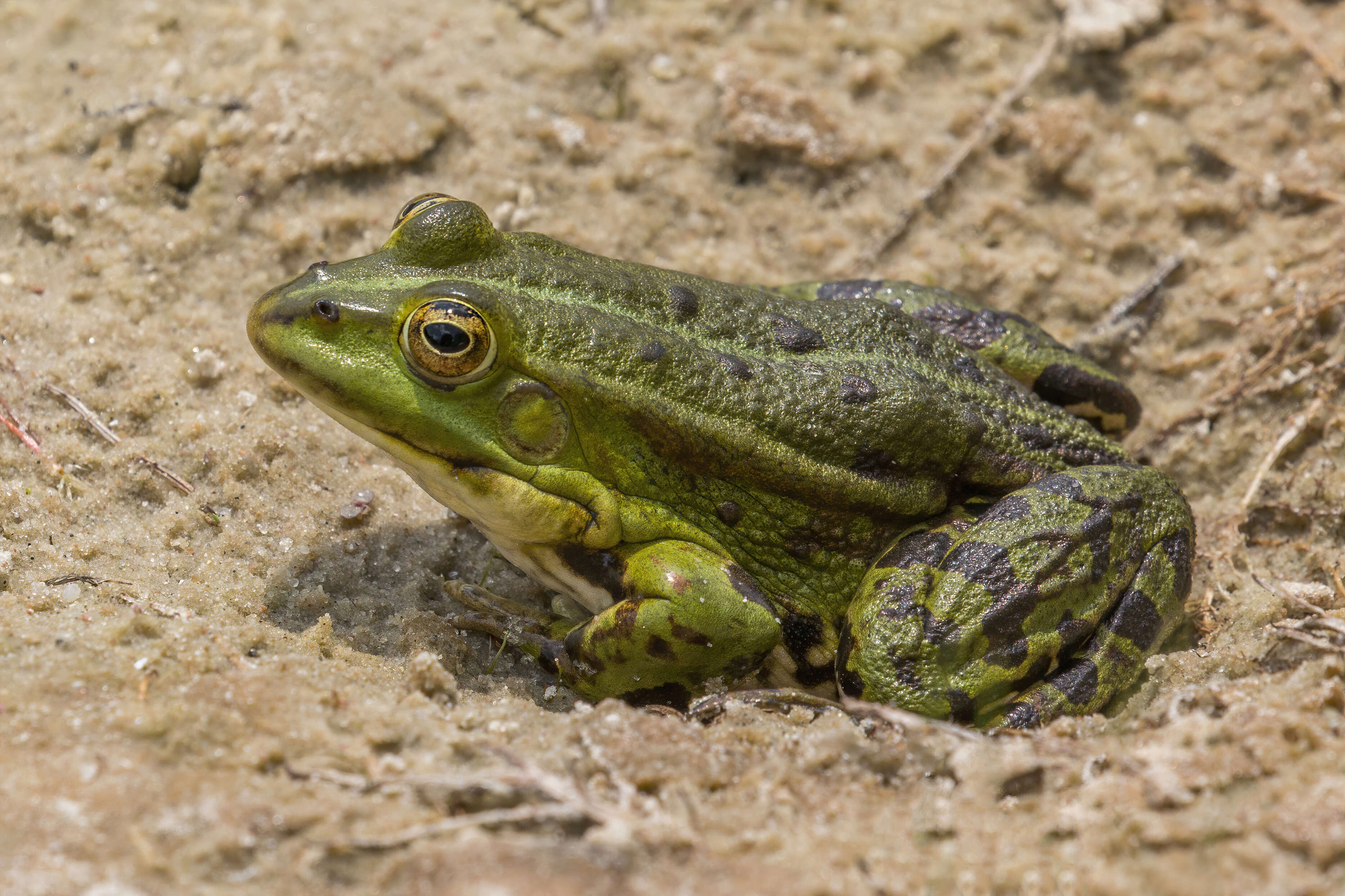 Image of Eurasian Marsh Frog