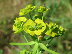 Image of Cypress Spurge