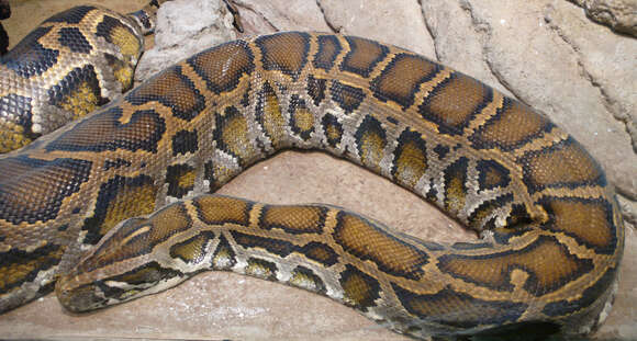 Image of Burmese python