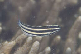 Image of Hairytail fangblenny