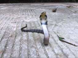Image of Chinese Cobra