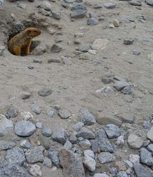 Image of Himalayan Marmot