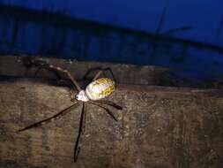 Image of Argiope catenulata (Doleschall 1859)