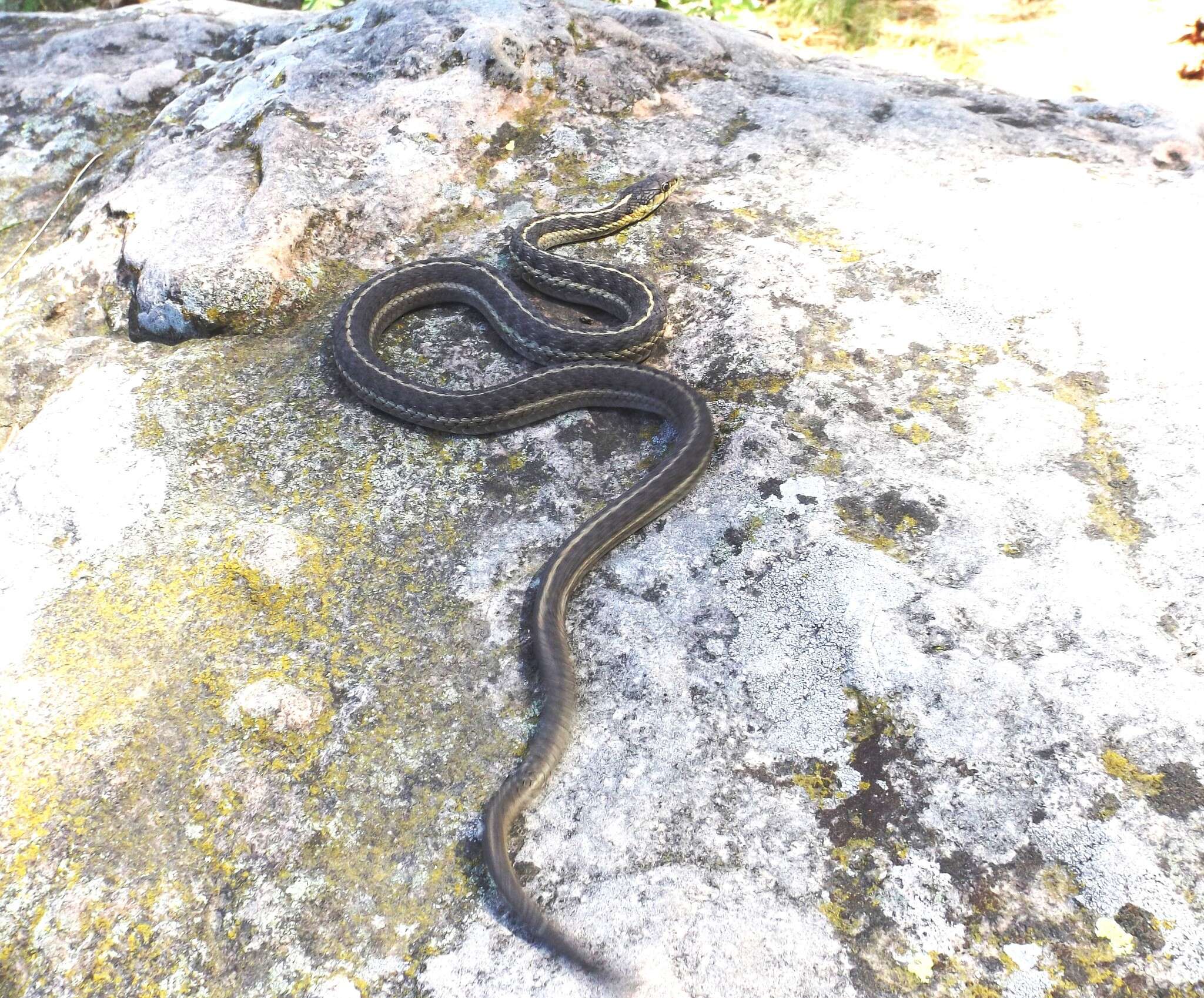 Image of Thamnophis elegans vagrans (Baird & Girard 1853)