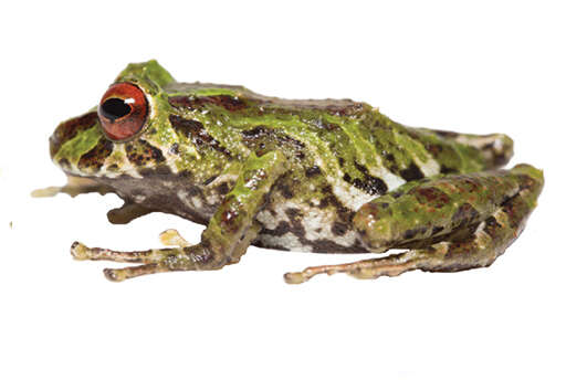 Image of Pristimantis eriphus (Lynch & Duellman 1980)