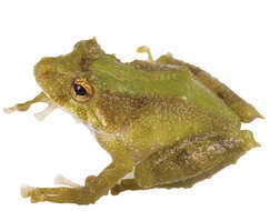 Image of Pristimantis inusitatus (Lynch & Duellman 1980)