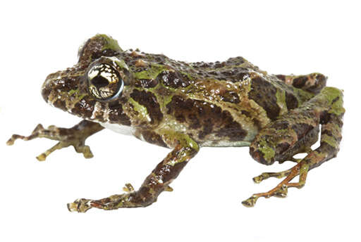 Sivun Pristimantis katoptroides (Flores 1988) kuva