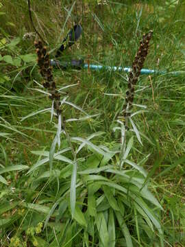 Image of heath cudweed