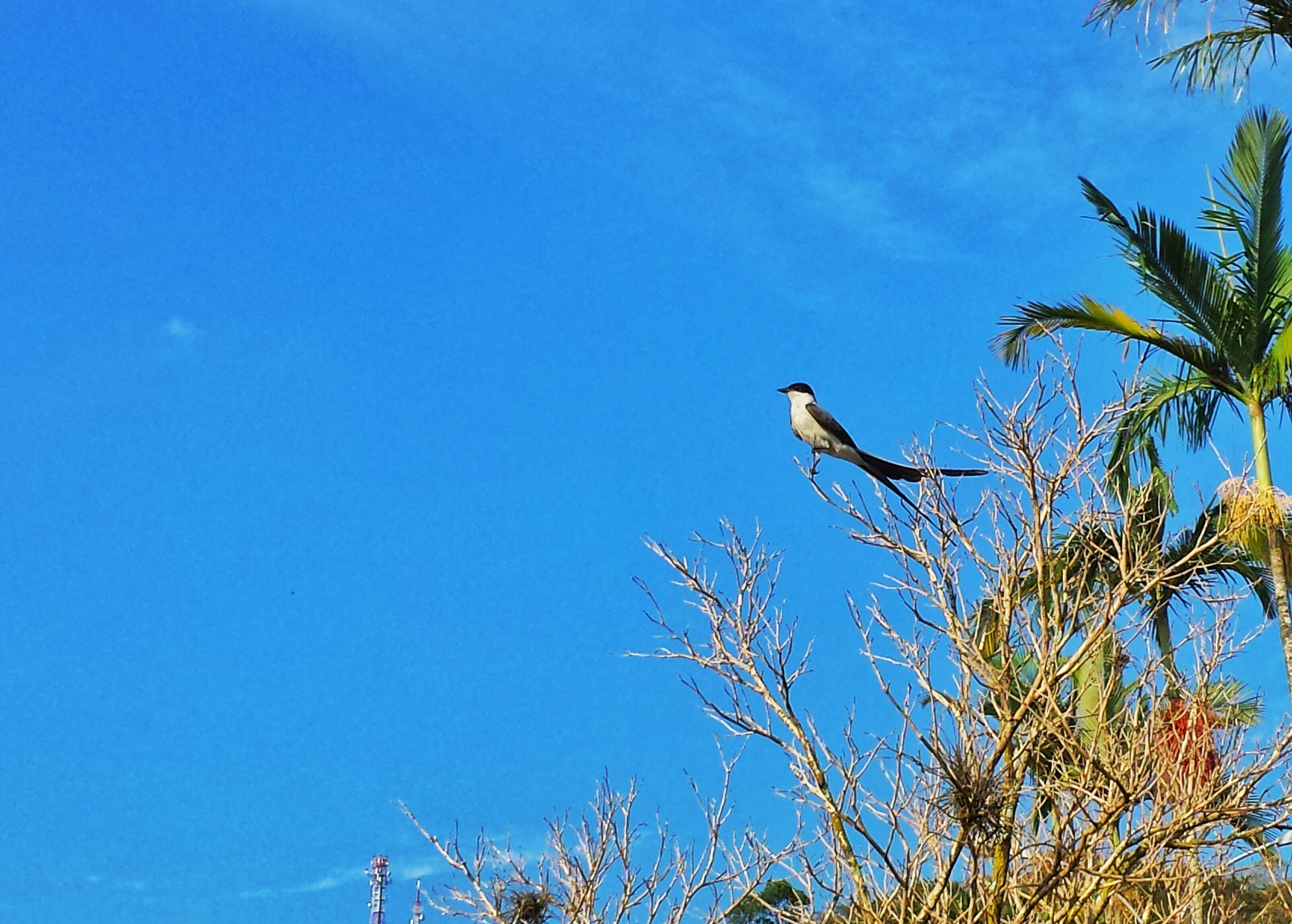 Image of Fork-tailed Flycatcher