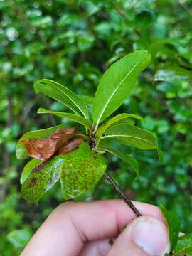 Image of cucubano de vieques