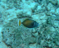 Image of Halfmoon triggerfish