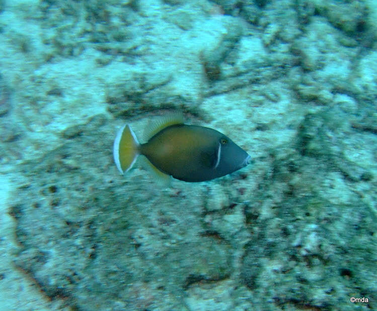 Image of Halfmoon triggerfish