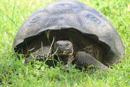 Image of Chelonoidis niger porteri (Rothschild 1903)