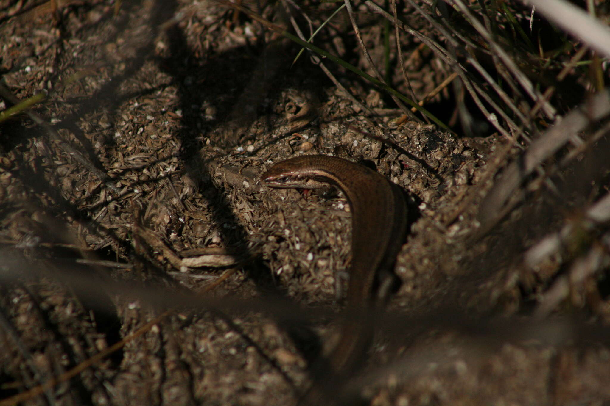 Image of South-western Cool-skink